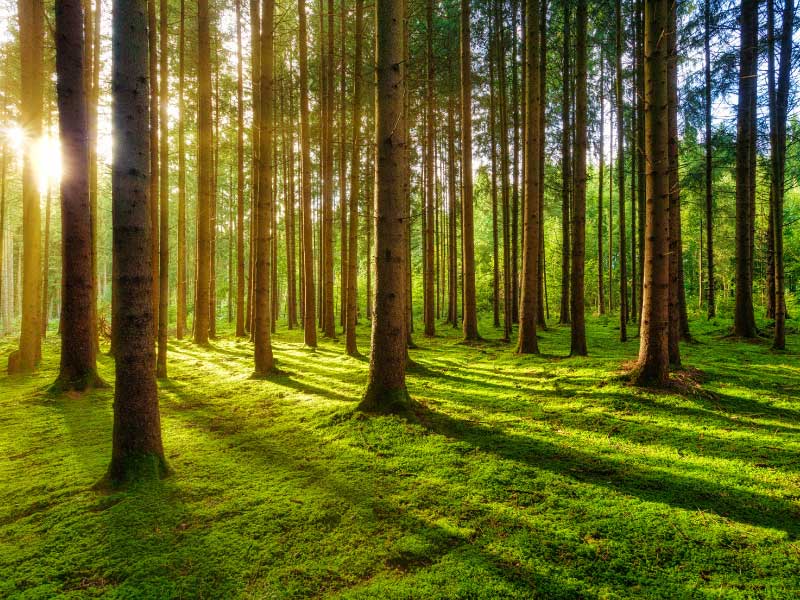 Esaedro dona a Parma nuove radici